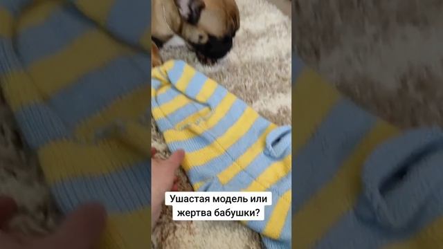 Жертва бабушкиной любви