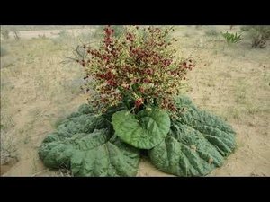 Жаратылыстану 4 сынып. Өсімдік тұқымы қалай таралады. Өсімдіктерді қалай қорғаймыз.