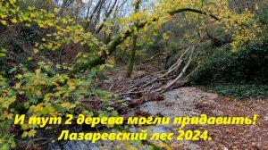 И тут два дерева могли придавить! Лазаревский лес 2024.🌴ЛАЗАРЕВСКОЕ СЕГОДНЯ🌴СОЧИ.