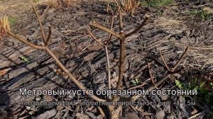 Как определить высокорослый или карликовый сорт гортензии метельчатой.