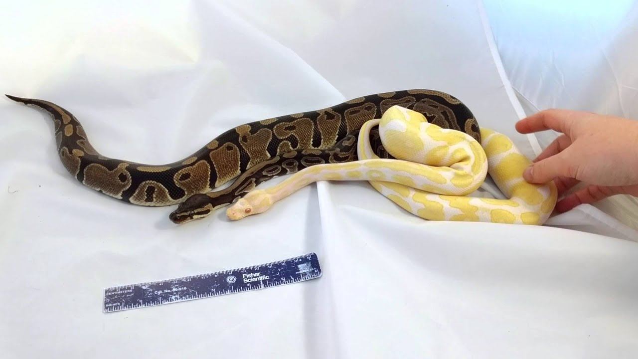Ball Python Morphs: Albino