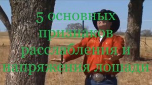 5 основных признаков расслабления и напряжения лошади