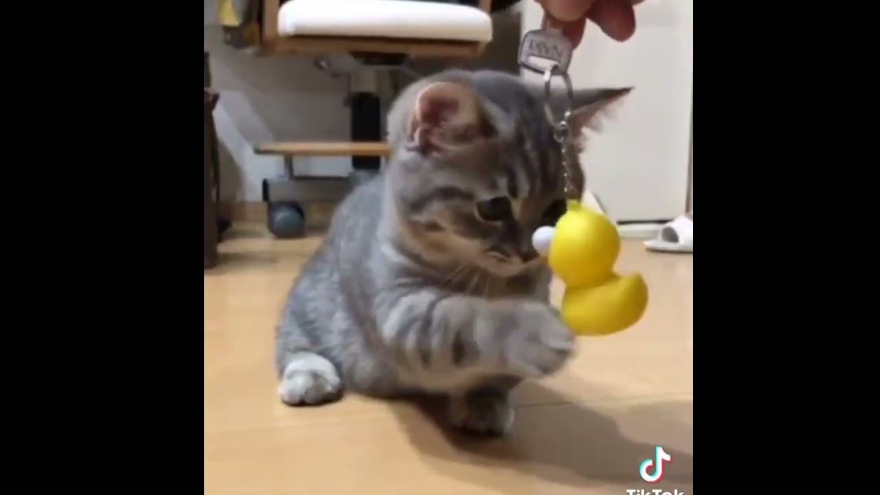 Тиммейт в dota2 смотреть онлайн