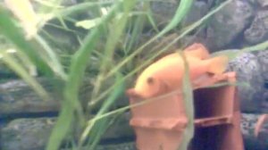 ИНКУБАТОР ДЛЯ ИКРЫ ЦИХЛИД-akvarium-test-8