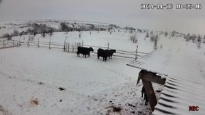 Зимнее содержание мясных коров породы абердин ангус