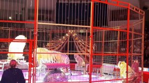 Львы и Тигры в Цирке -1001 песенка