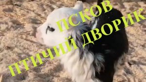 Птичий дворик осенью Псков