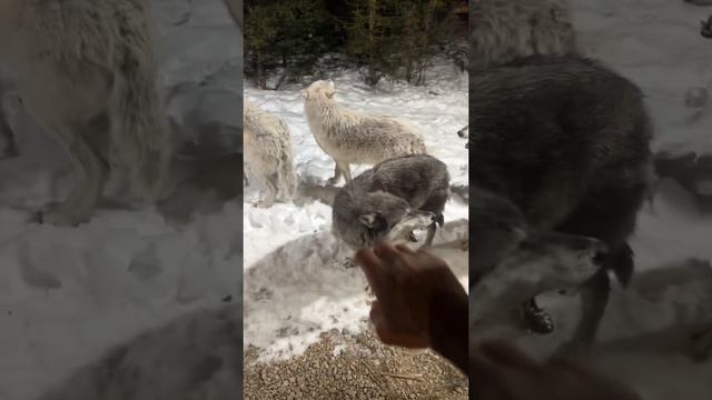 Парень снял хижину в канадском лесу, чтобы отдохнуть 😱 (звук)