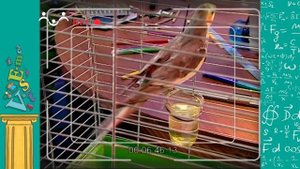 АЗН. Физика. Линейное тепловое расширение твёрдых тел