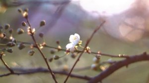 "Фея-весна"- студия детского творчества Мелодия. mp4