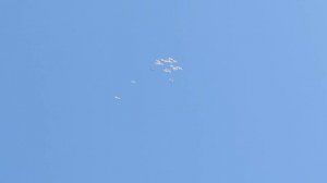 Лётные голуби 10