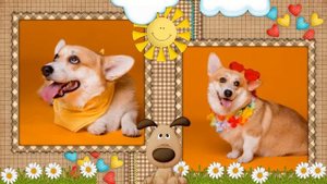 Моя счастливая собака (I Часть) | Happy Dog | ProShow Producer