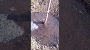 полив молодых саженцев .