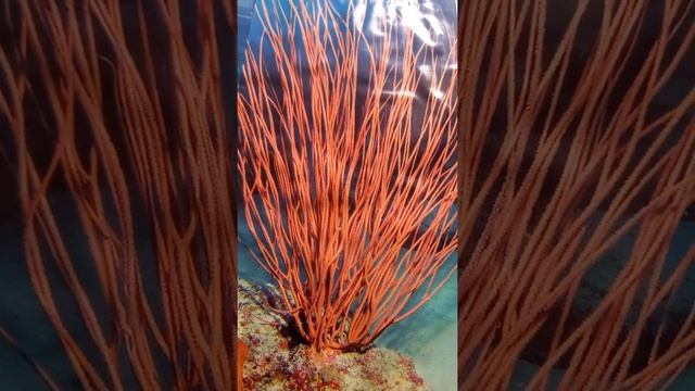 under water World, Great Barrier Reef, Coral смотреть онлайн