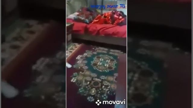 ЗАПАЛ 18 ЁШ  2 ОЙЛИК КЕЛИН КУЛГА ТУШТИ