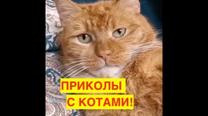СМЕШНЫЕ КОТЫ. ПОСМОТРИ УЛЫБНИСЬ! КОТИКИ. ПРИКОЛЫ