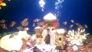 БАРБУС СУМАТРАНСКИЙ