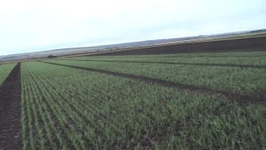 26.09.18. Озимая пшеница, нормы высева и сроки сева.