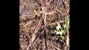 Подснежники. 2 апреля.