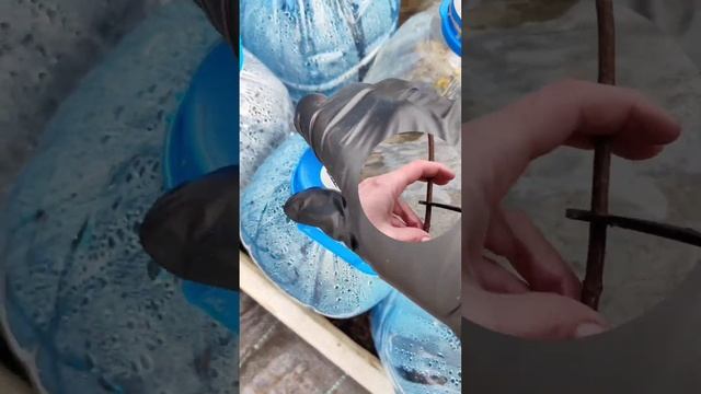 Черенки роз и гортензий после зимы,  как сохранить и чего категорически делать нельзя.#розы#черенки