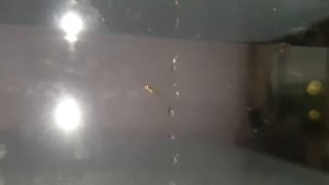 Пецилия пошла на роды! Прилично разродилась самка