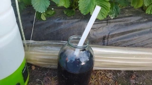 Подкормка гуматом калия + бор вовремя цветения клубники квики и клери ,кусты второгодки