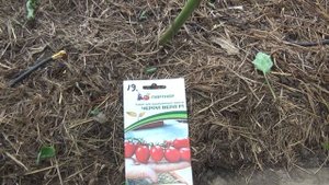 Томат ЧЕРРИ ВЕРА. Очень вкусный и урожайный гибрид.