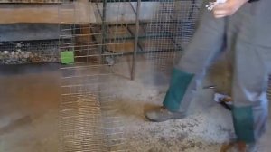 Клетка для перепелов / Своими руками // 2 # // Подробное видео