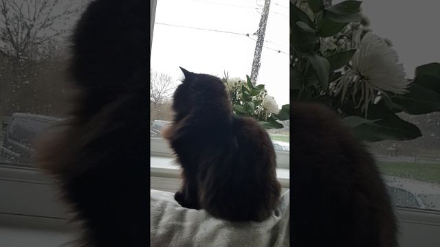 Joseph Fraiman click 3 dots top right hand corner description смотреть онлайн