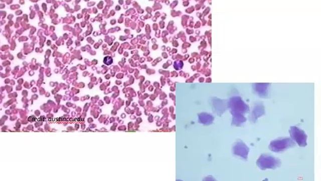 Cell Structure & Function (#2of3) смотреть онлайн