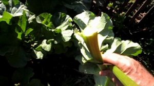 Выращивание ревеня