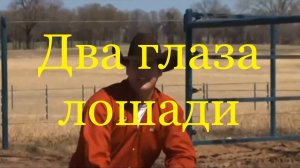 Два глаза лошади (Клинтон Андерсон).