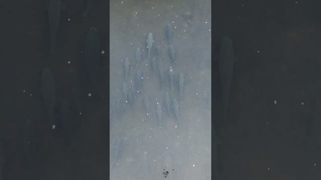 появилась активность карпа #dji #карп #охотасрогатой #рыбалкасрогаткой #рыбалка #карп смотреть онлайн