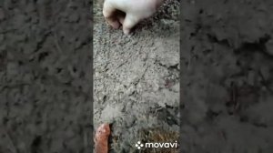 коп в Марий Эл 25 октября 2020 г.