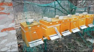Защита ульев ППУ Нижегородец от птиц.  Весенний осмотр.
