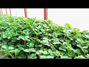 Как вырастить и сохранить саженцы кассетной рассады клубники 🍓Подготовка к сезону🌱