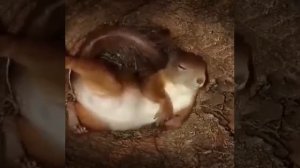 Как спят белки