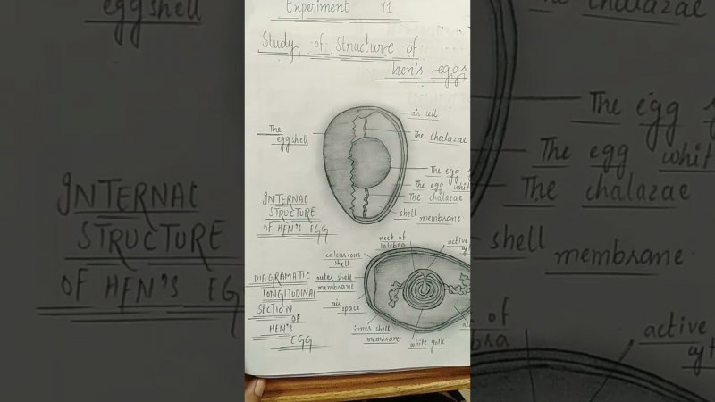 Structure of hens egg