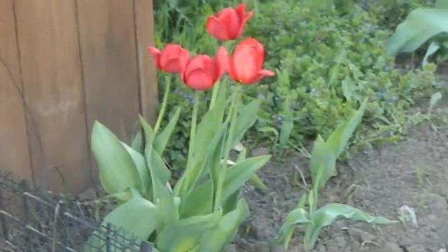 просто гуляю по саду!=) смотреть онлайн