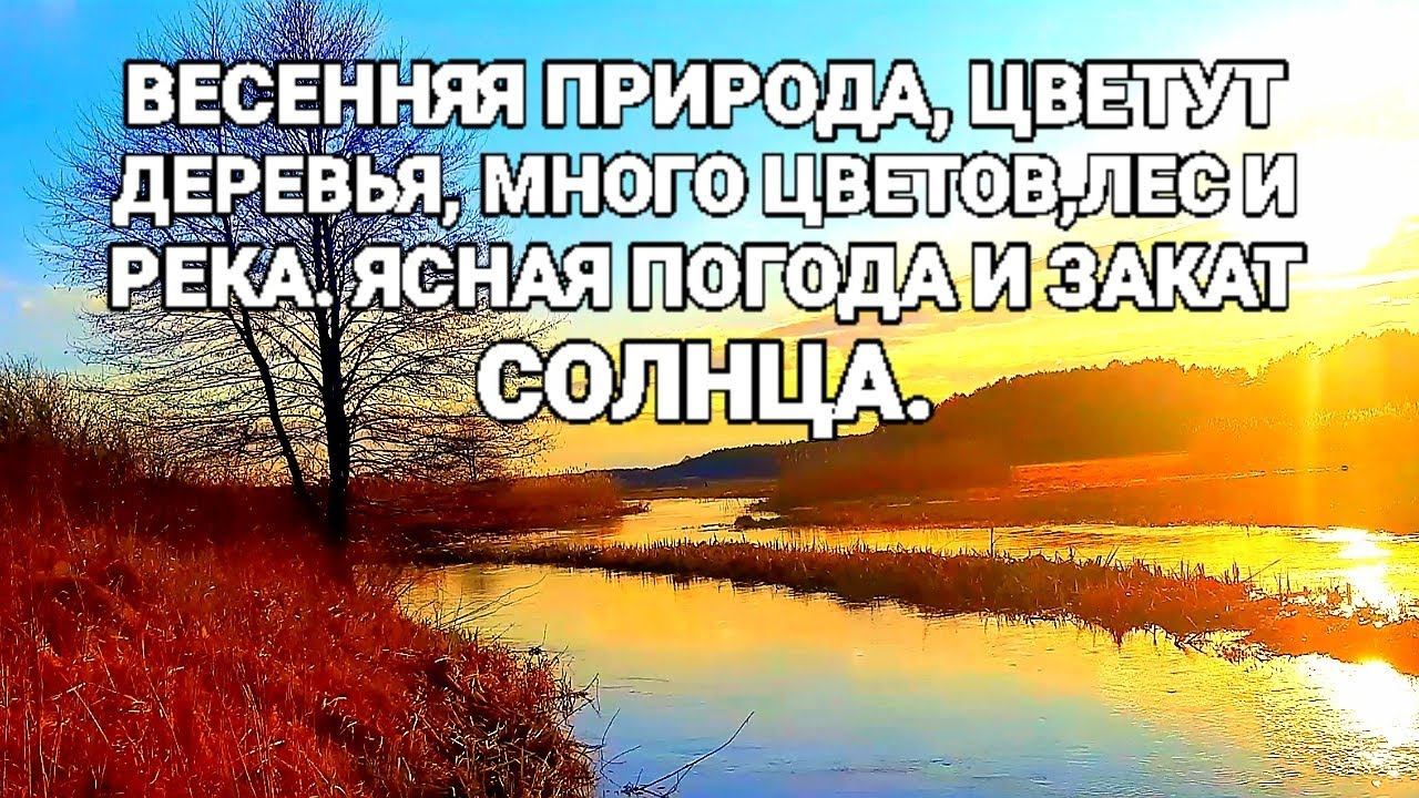 Весенняя природа, цветут деревья, много цветов, лес и река. Ясная погода и закат солнца.