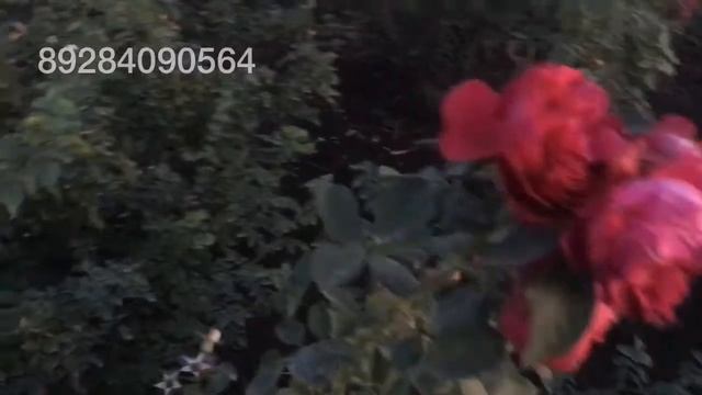 Роза Эрик Таберли смотреть онлайн