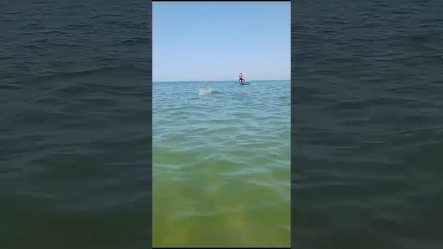 Дельфин на пляже в Анапе люди в шоке #дельфин #море #Анапа #анападельфиен#дельфиннаморе