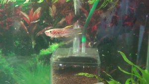 Киллифиш был нерест...ищем икру