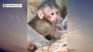 赤ちゃん猿、がんばって歩く / Awkward baby monkey begins to move. / monpai monyet baby monkey サル 猿