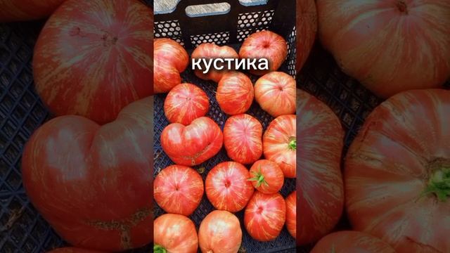 Этот сорт томата всегда сладкий и урожайность супер