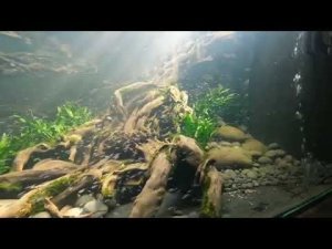 Гигантский природный биотопный аквариум