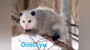 Интересный факт: "Опоссум"