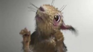 адская белочка-2