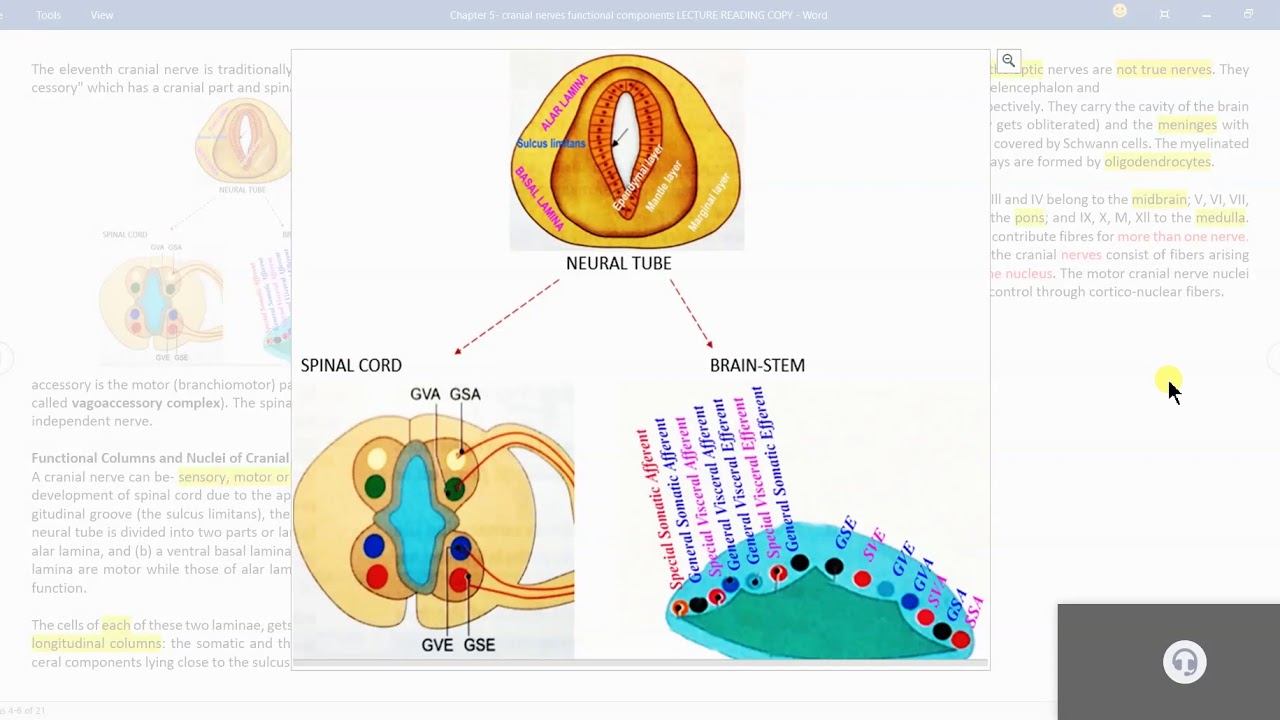 functional components of cranial nerves neuroanatomy lecture shmc2019 batch  medical online learnin