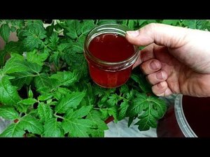 РАССАДУ Кормлю этим НАТУРАЛЬНЫМ Удобрением для сильных корней, толстых стеблей и большого урожая